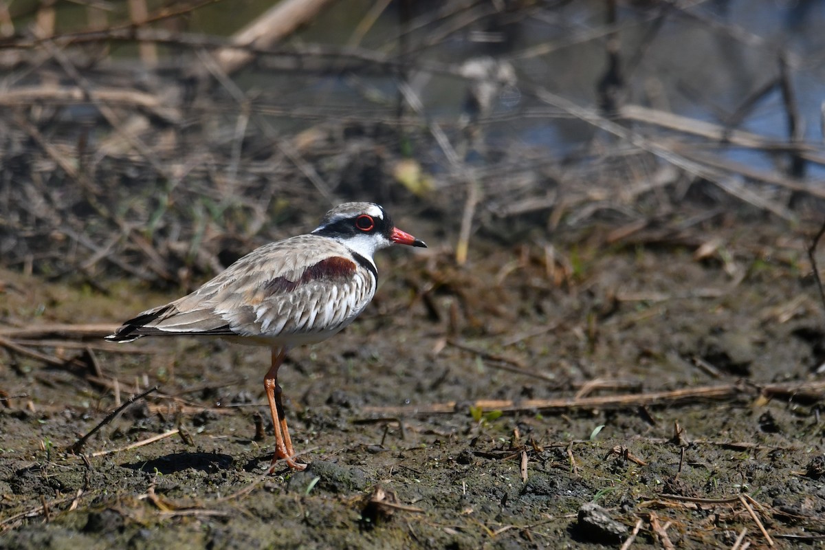 Black-fronted Dotterel - ML623903709