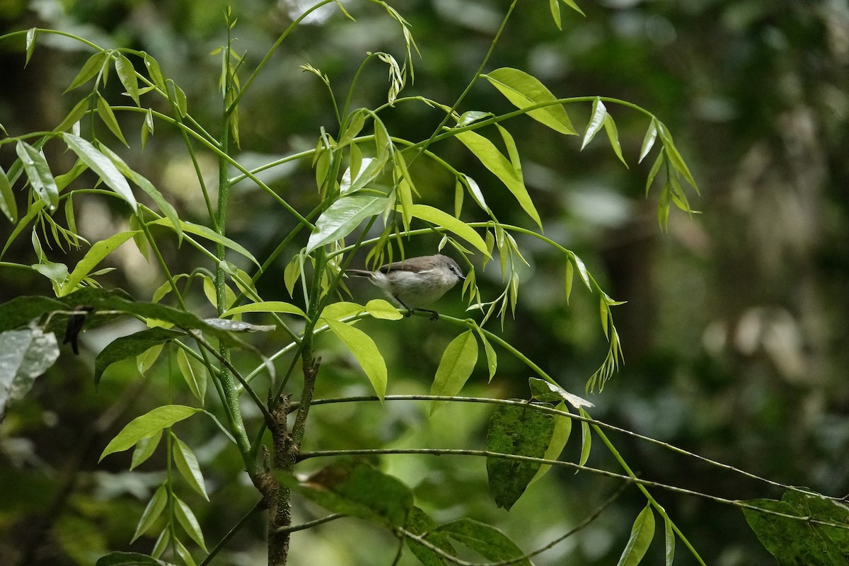 Brown Gerygone - ML623903711