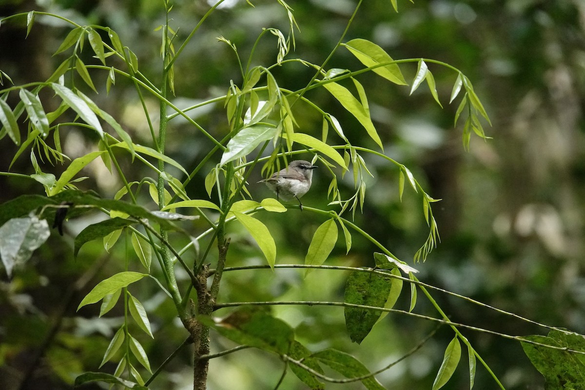 Brown Gerygone - ML623903712