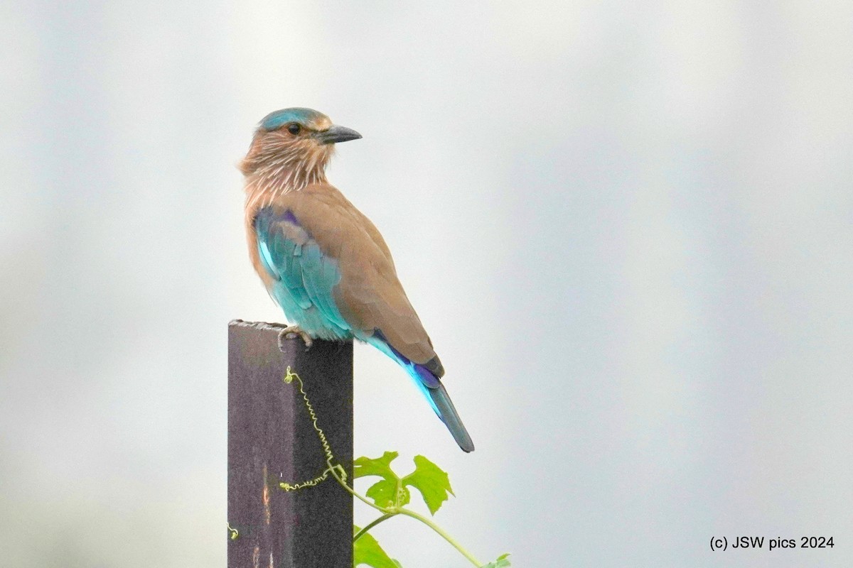 Indian Roller - ML623903718