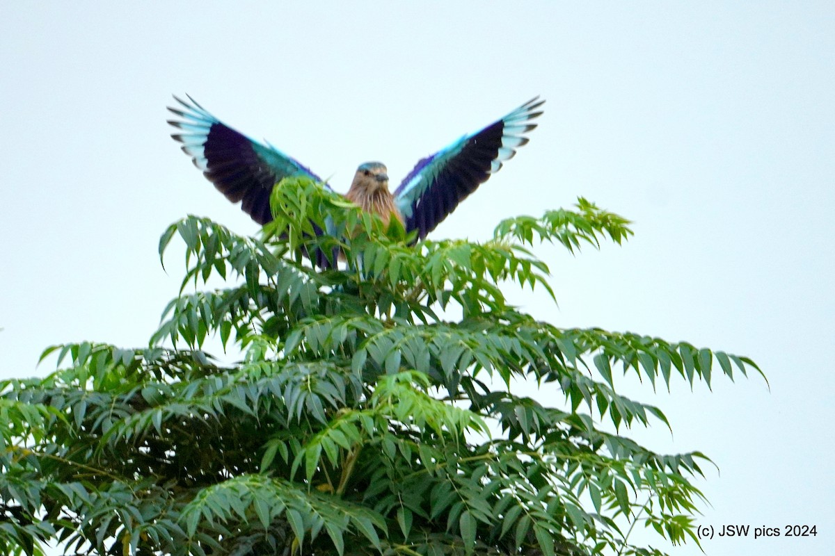 Indian Roller - ML623903719