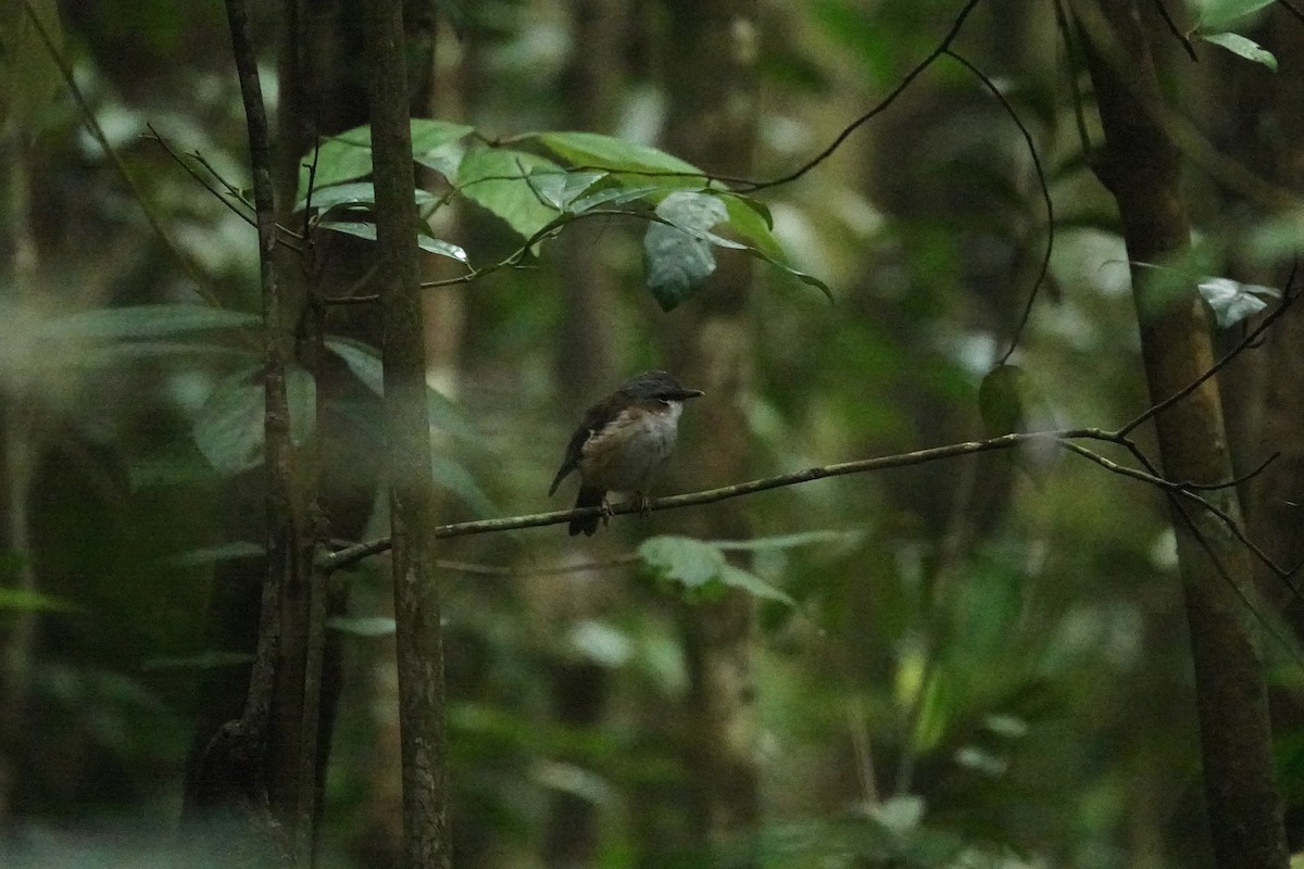 Gray-headed Robin - ML623903723