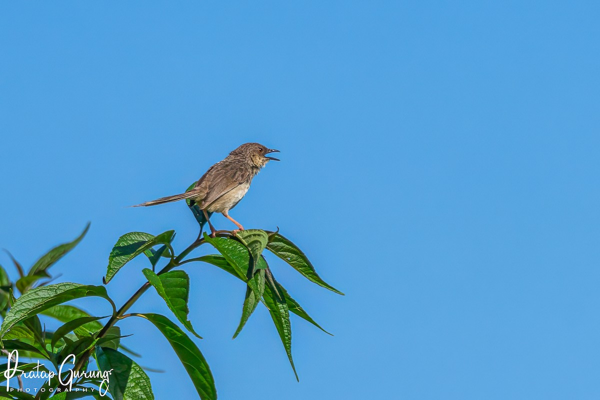 Himalayan Prinia - ML623903726