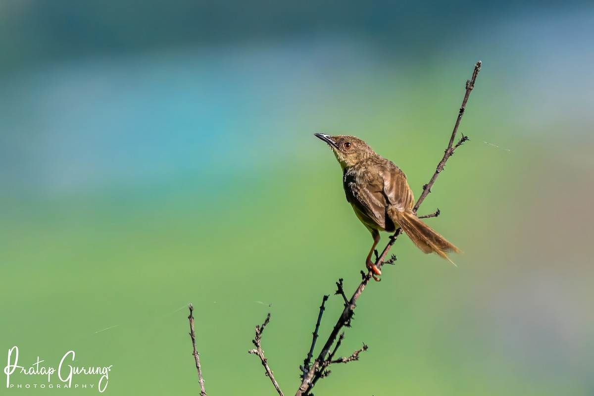 Himalayan Prinia - ML623903727