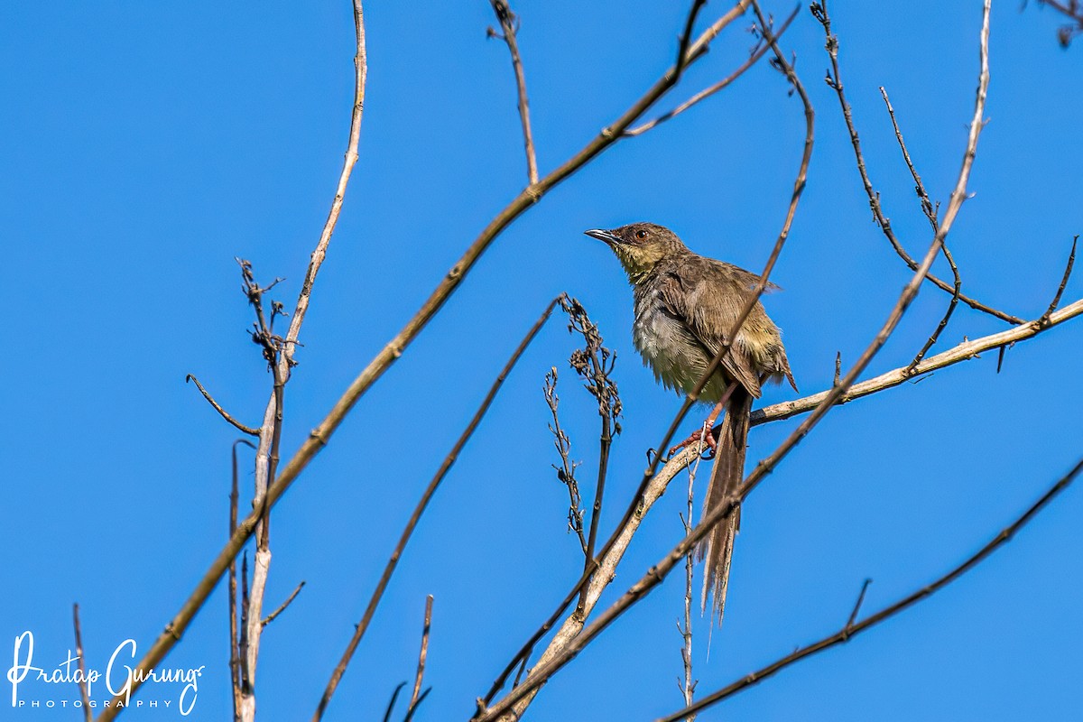 Himalayan Prinia - Pratap Gurung