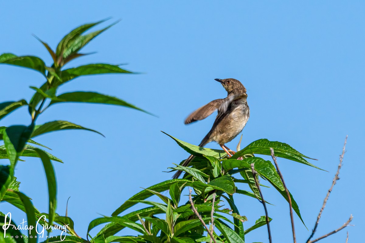 Himalayan Prinia - Pratap Gurung