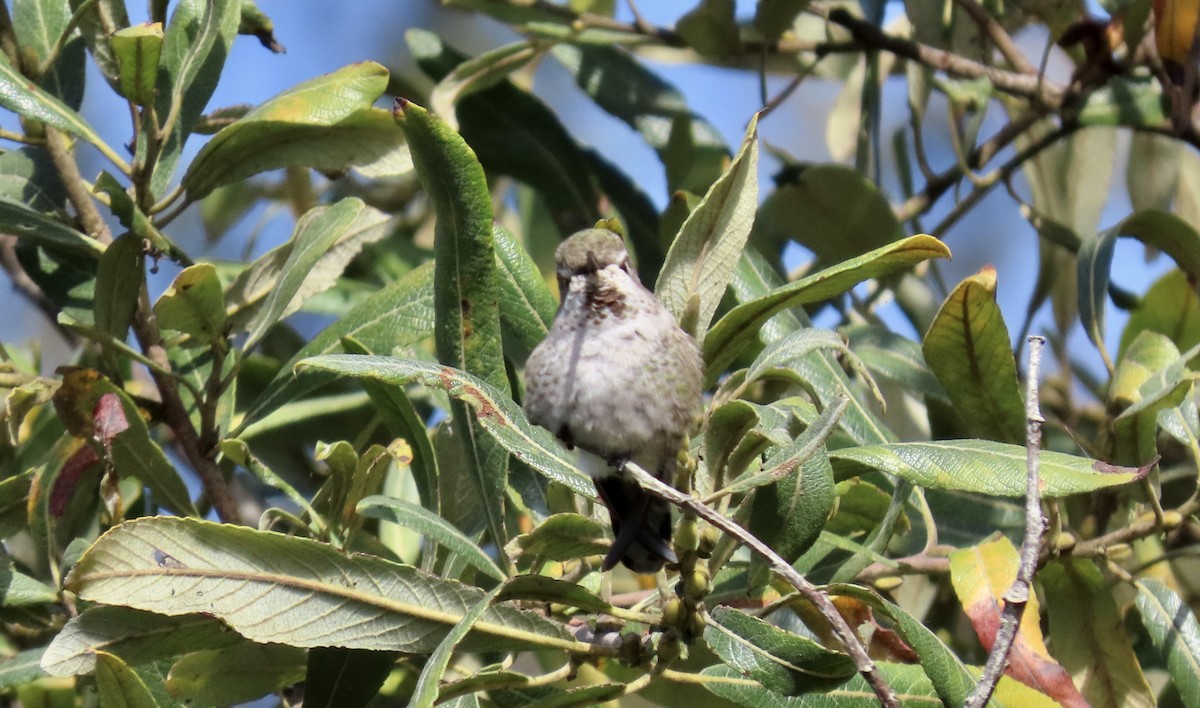 Anna's Hummingbird - Petra Clayton