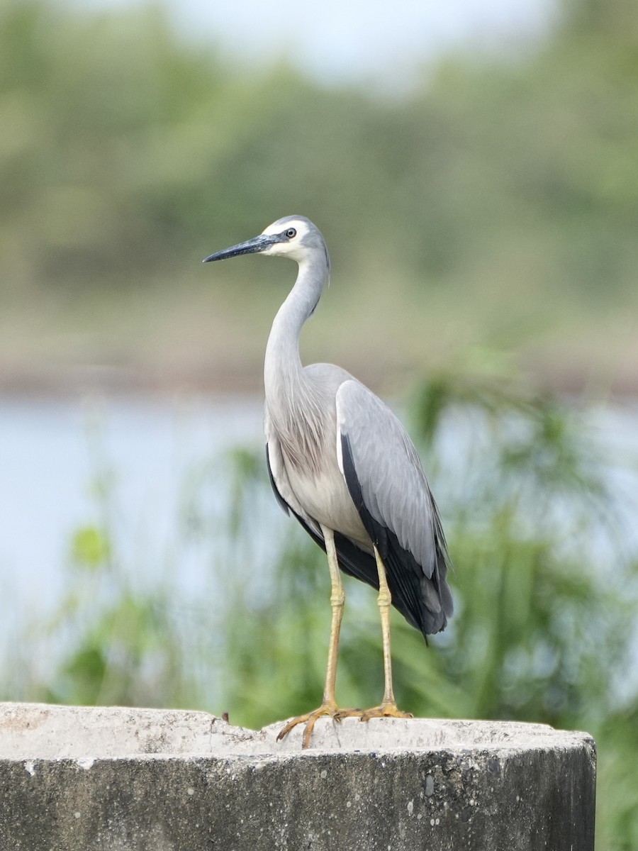 White-faced Heron - Chris Wills