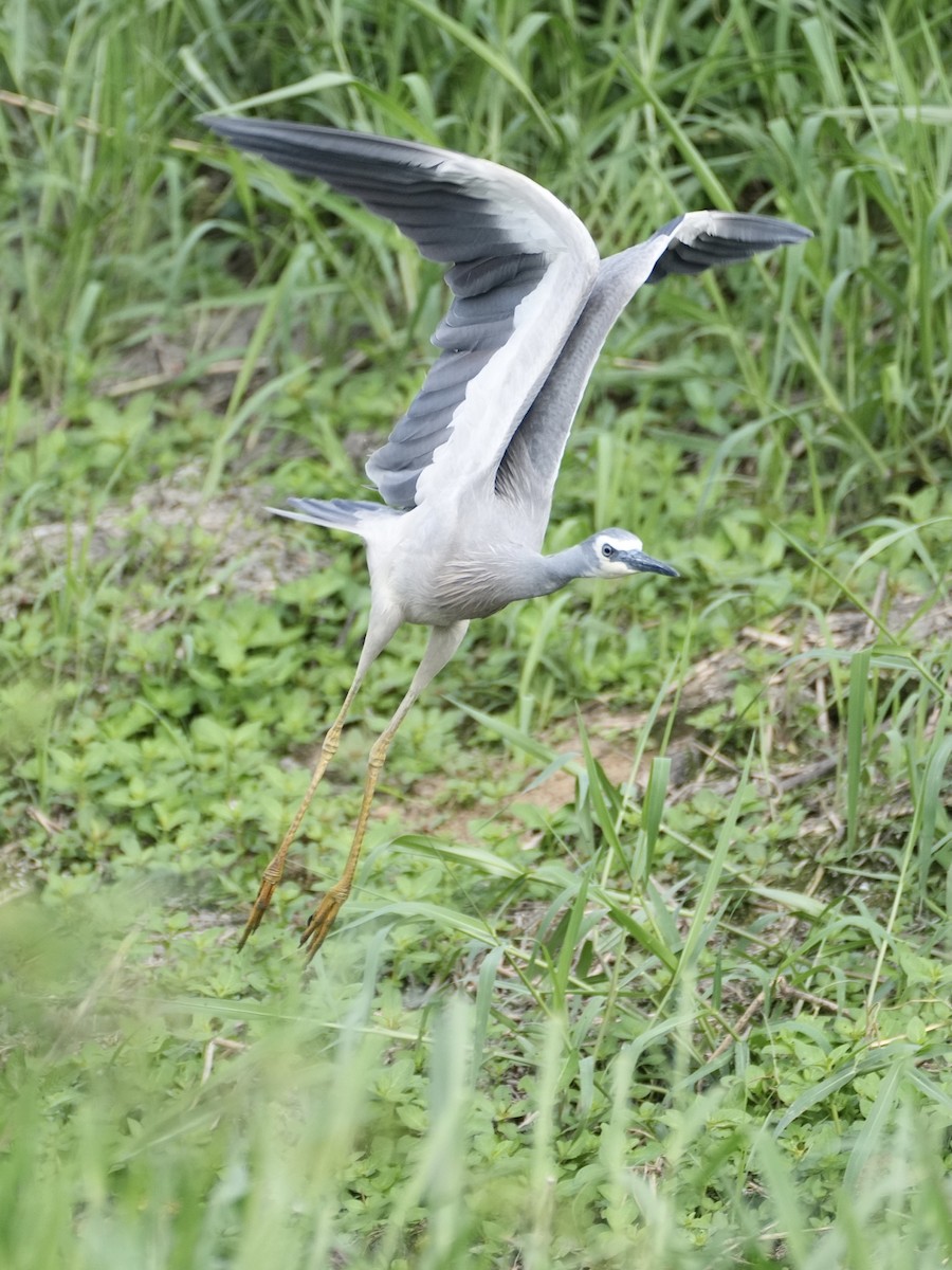 White-faced Heron - ML623903745