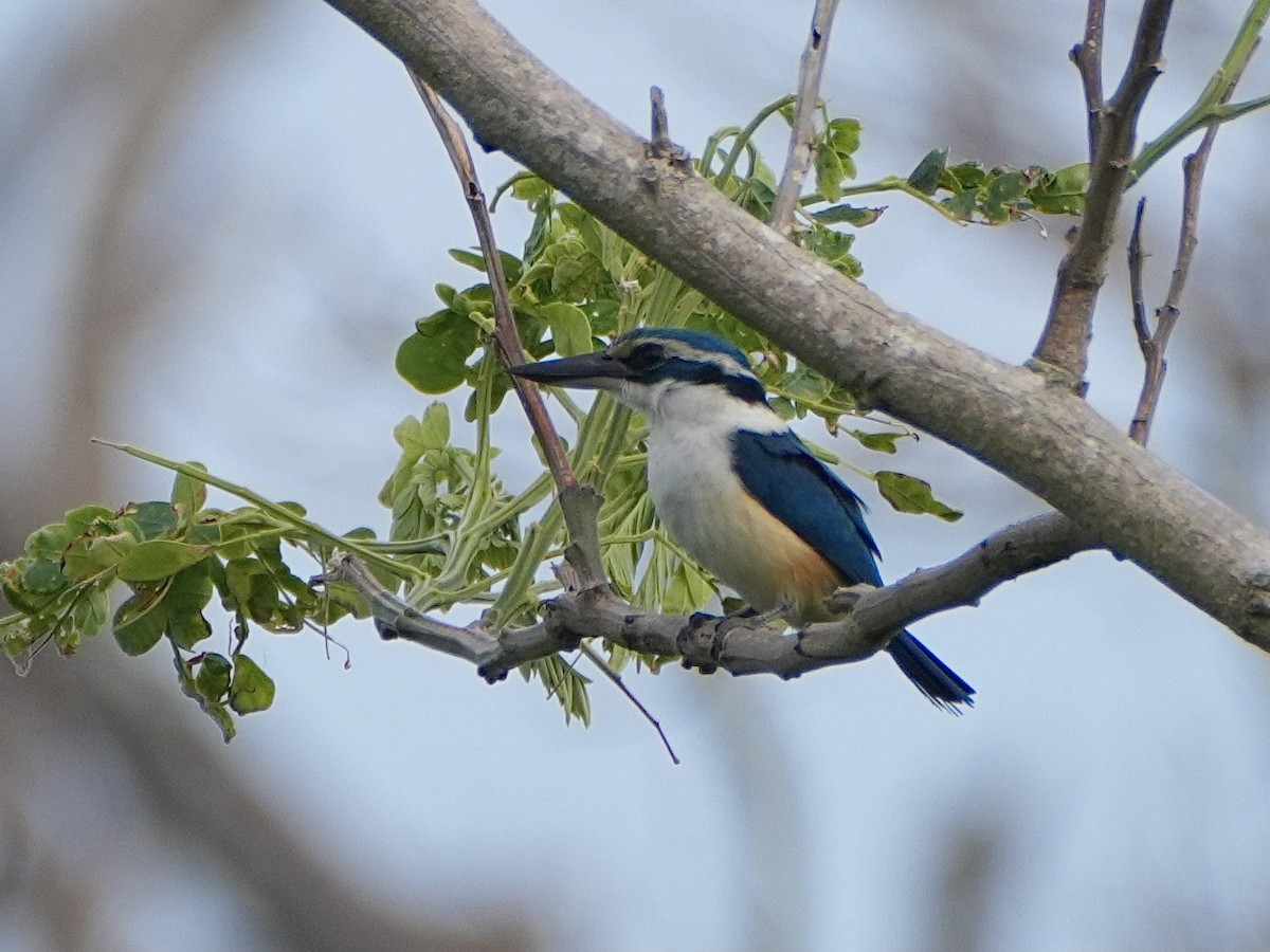 Pacific Kingfisher - ML623903752