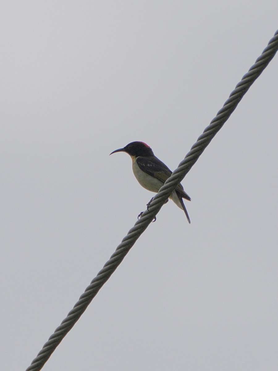 Sulphur-breasted Myzomela - ML623903758