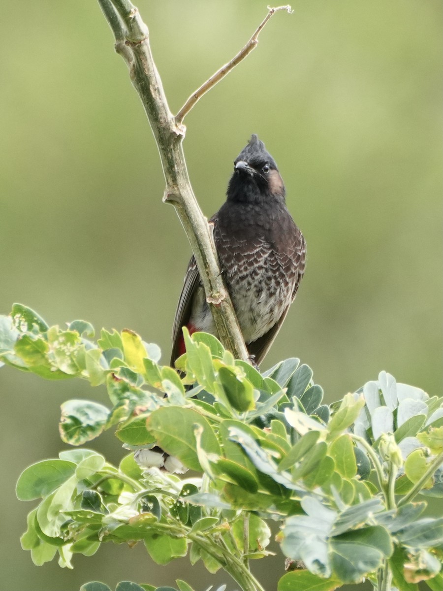 Bulbul à ventre rouge - ML623903762