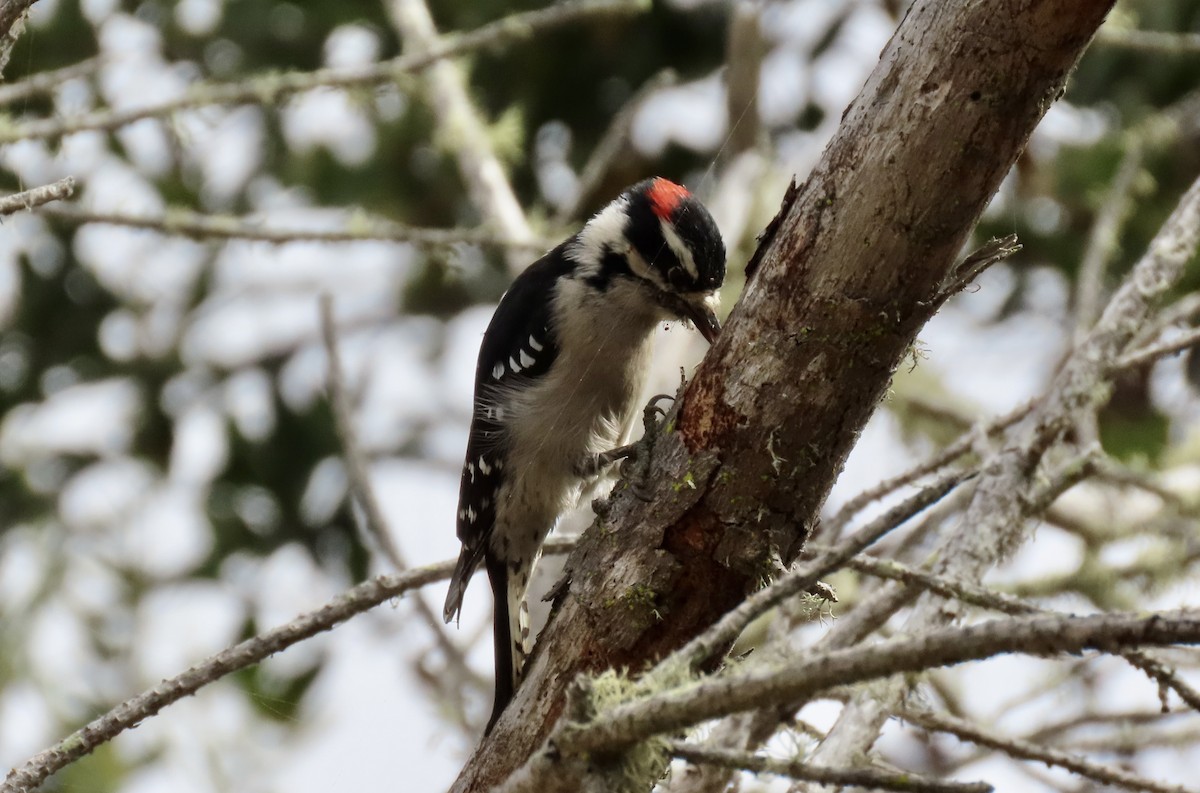 Downy Woodpecker - ML623903763