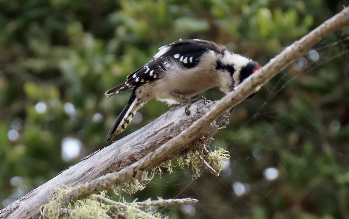 Downy Woodpecker - Petra Clayton