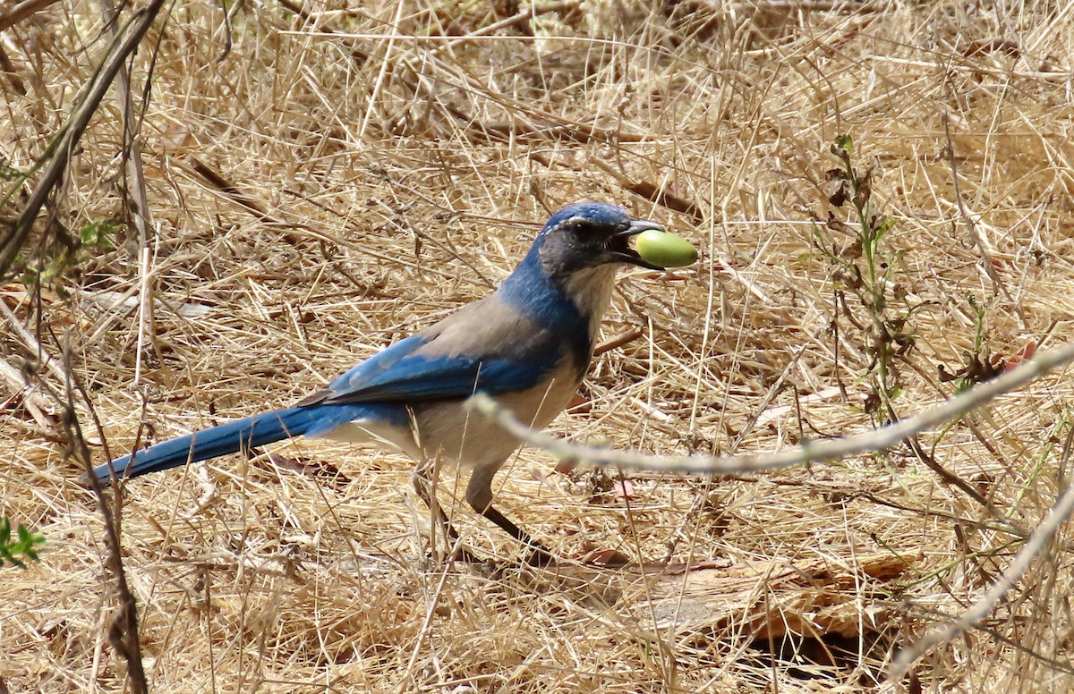 California Scrub-Jay - ML623903768