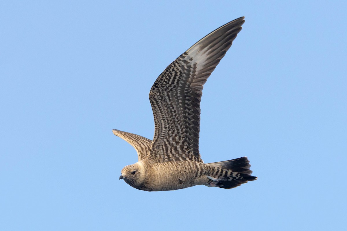 Long-tailed Jaeger - ML623903769