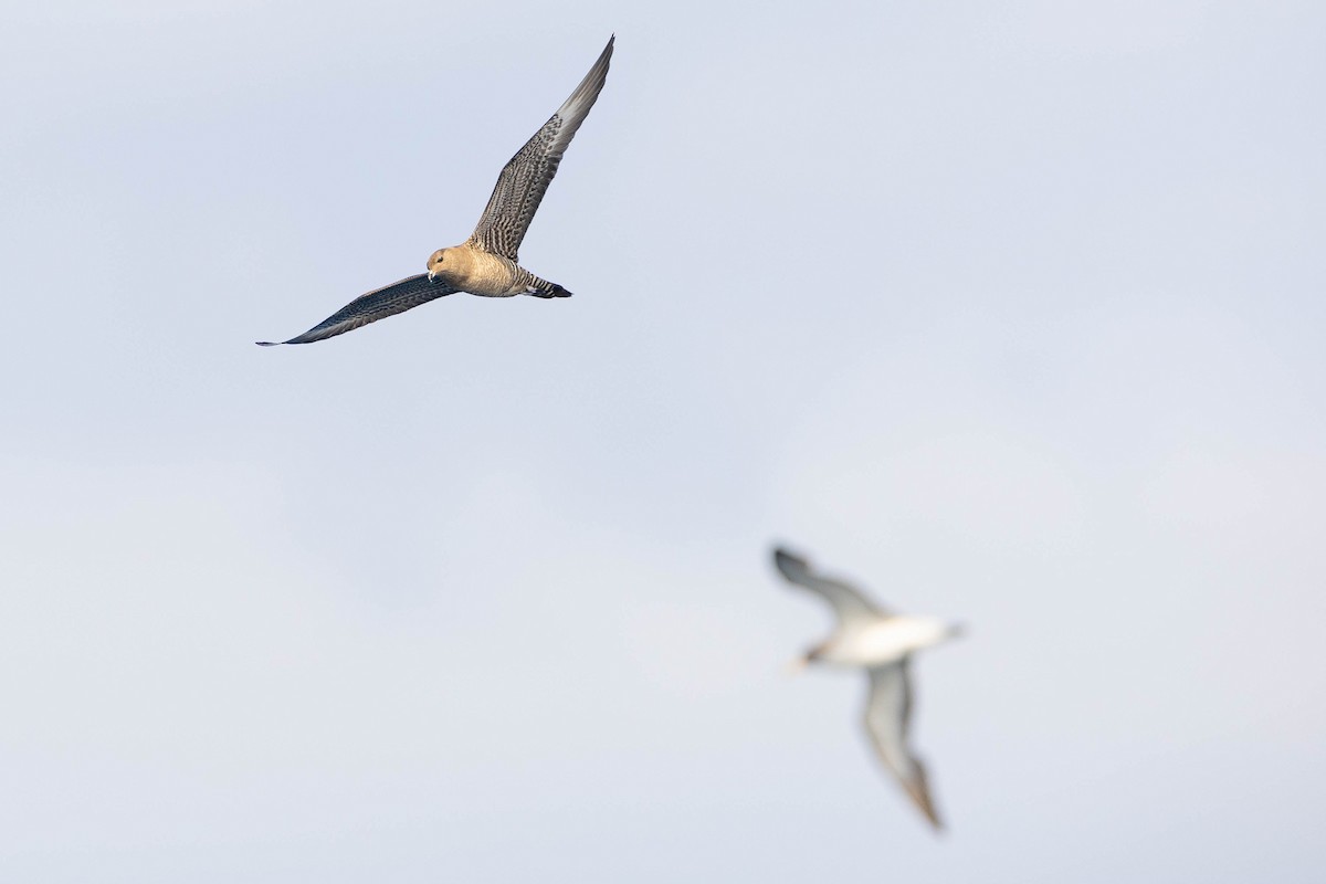 Long-tailed Jaeger - ML623903770