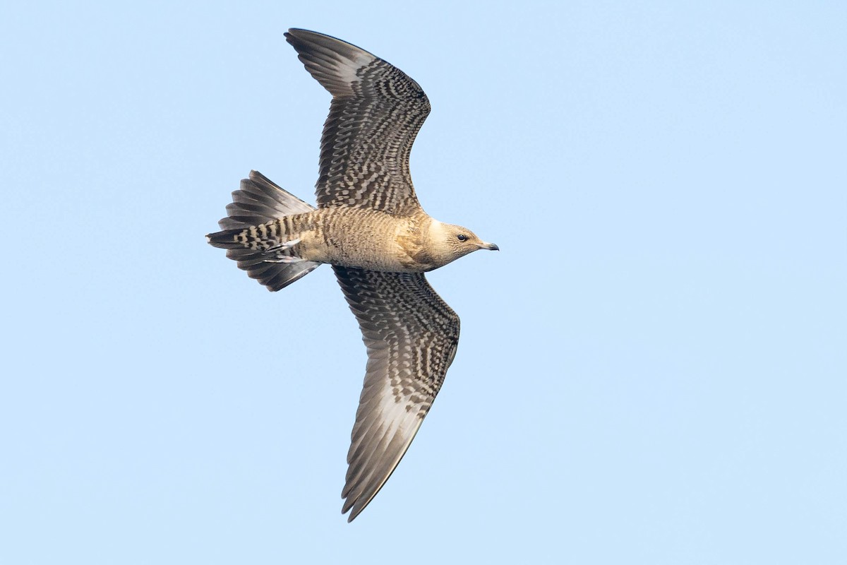 Long-tailed Jaeger - ML623903771