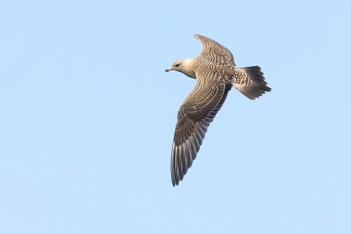 Long-tailed Jaeger - ML623903772