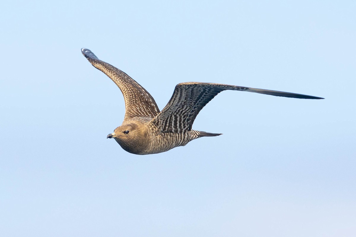 Long-tailed Jaeger - ML623903773