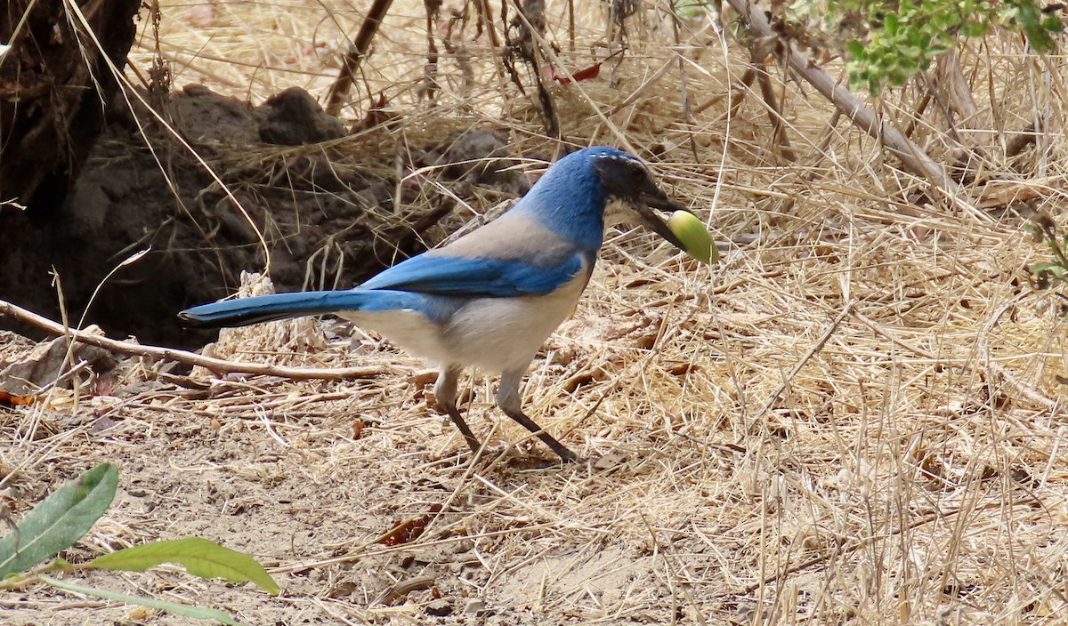 California Scrub-Jay - ML623903774