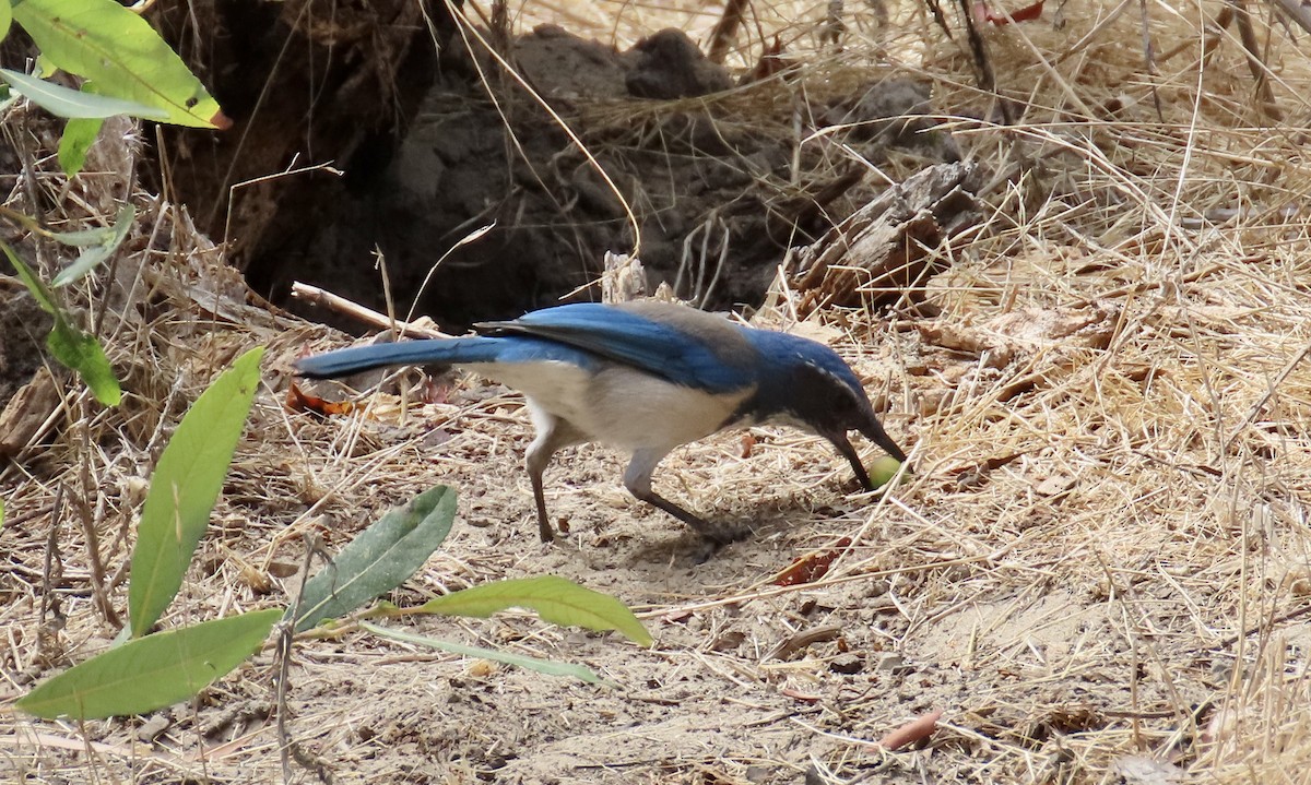 California Scrub-Jay - ML623903776