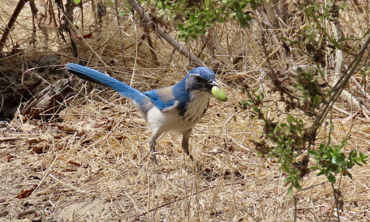California Scrub-Jay - ML623903777
