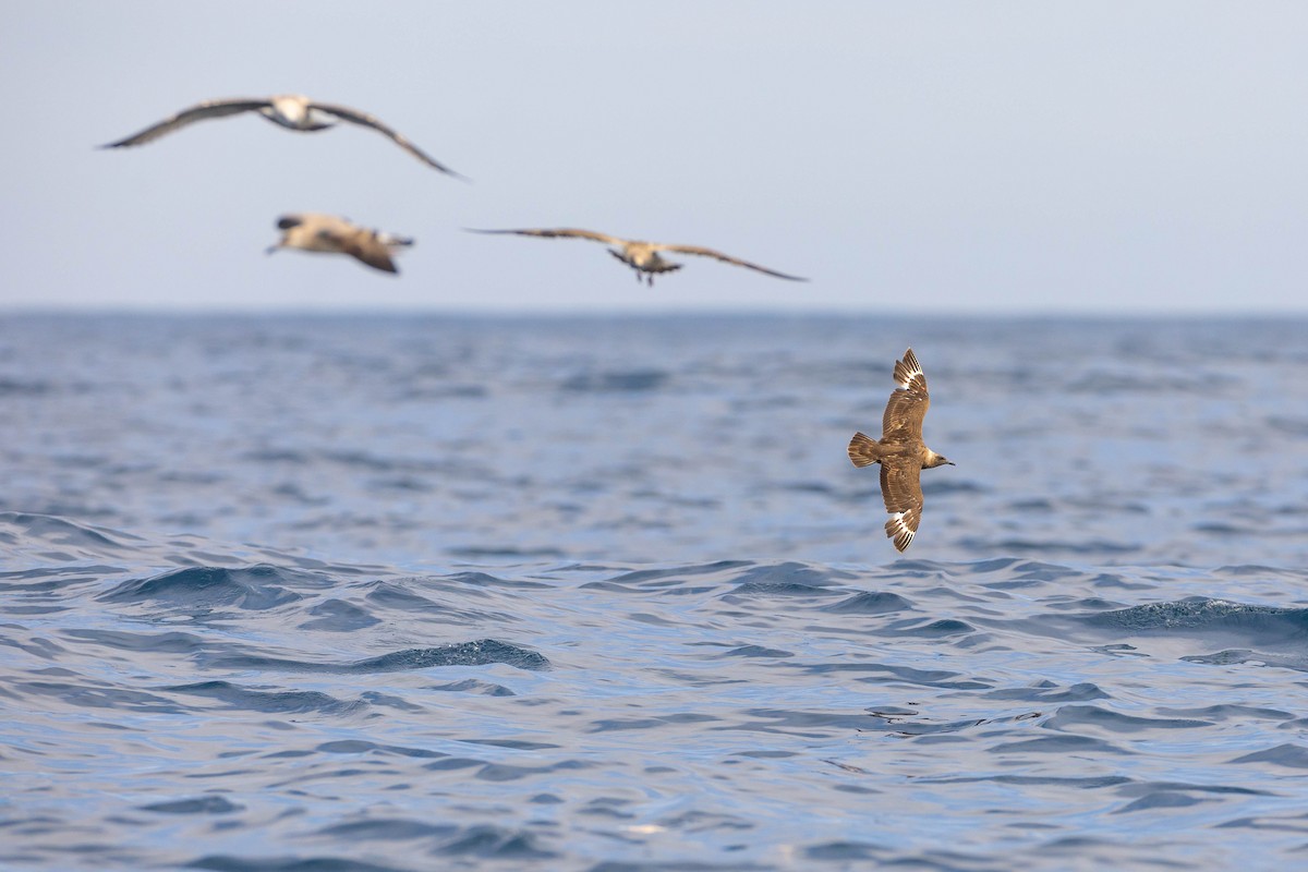 South Polar Skua - ML623903779