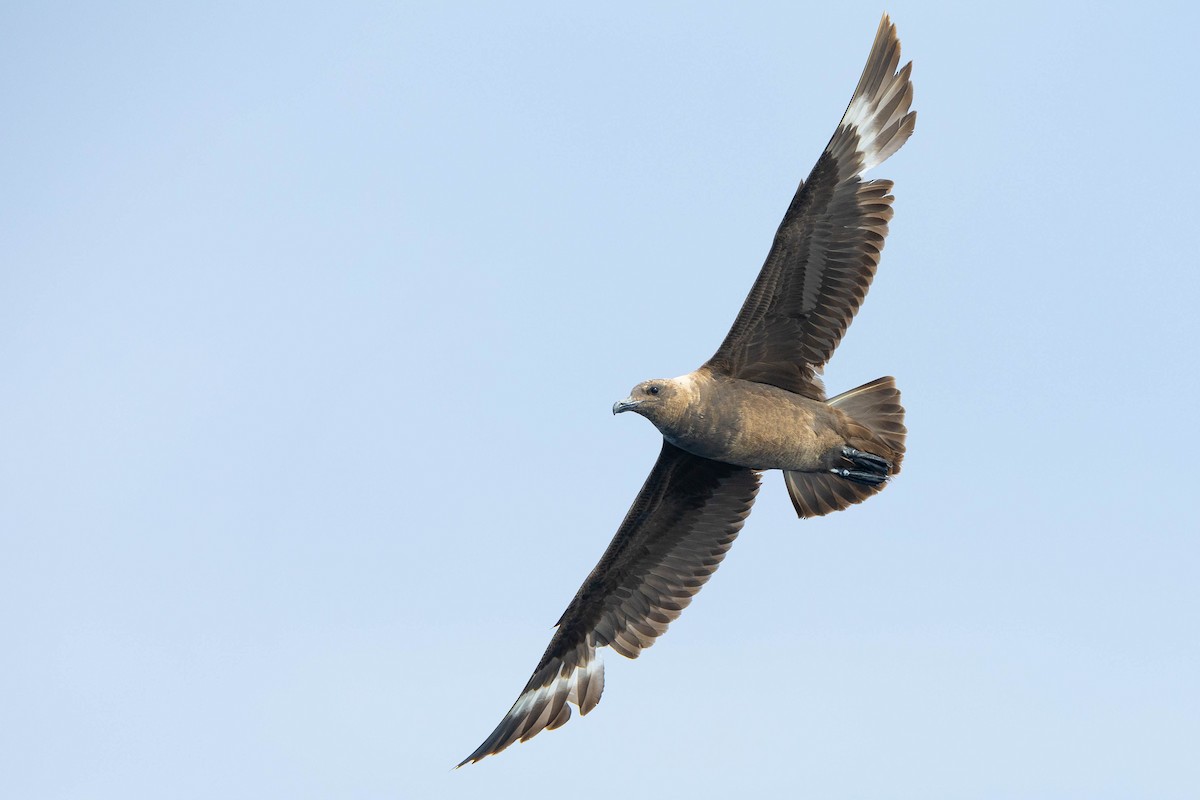 South Polar Skua - ML623903780