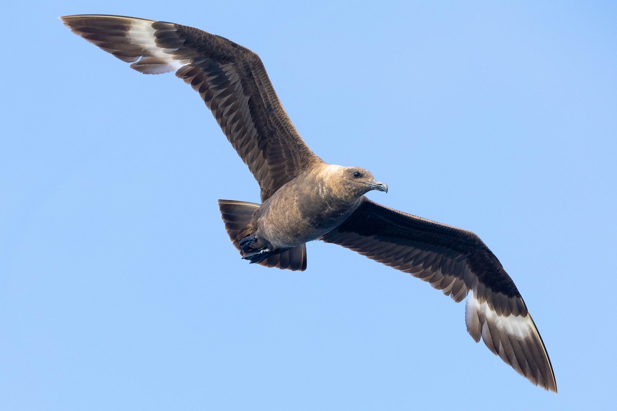 South Polar Skua - ML623903783
