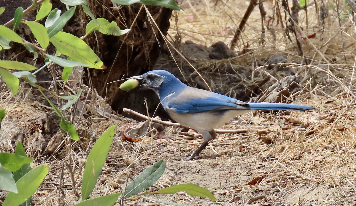 California Scrub-Jay - ML623903784