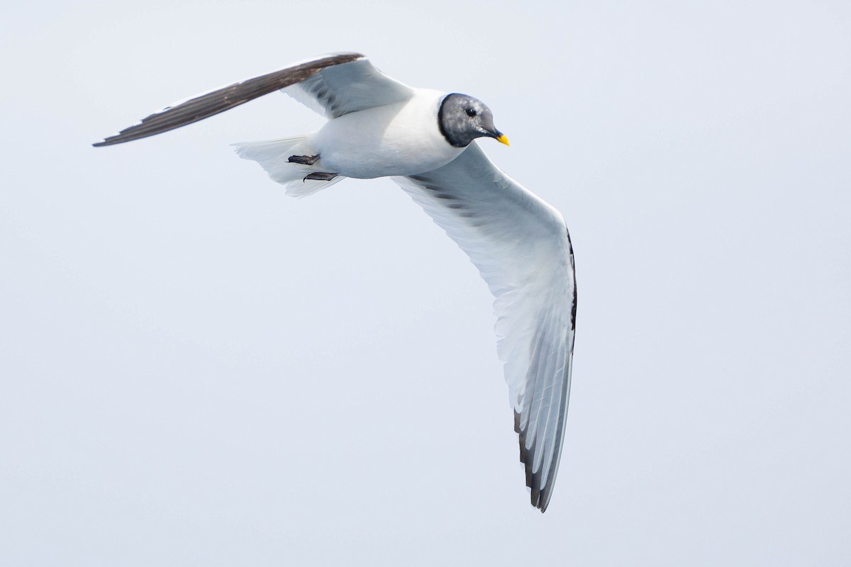 Sabine's Gull - ML623903788