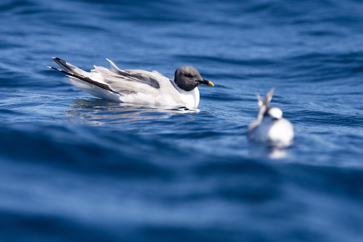 Sabine's Gull - ML623903789