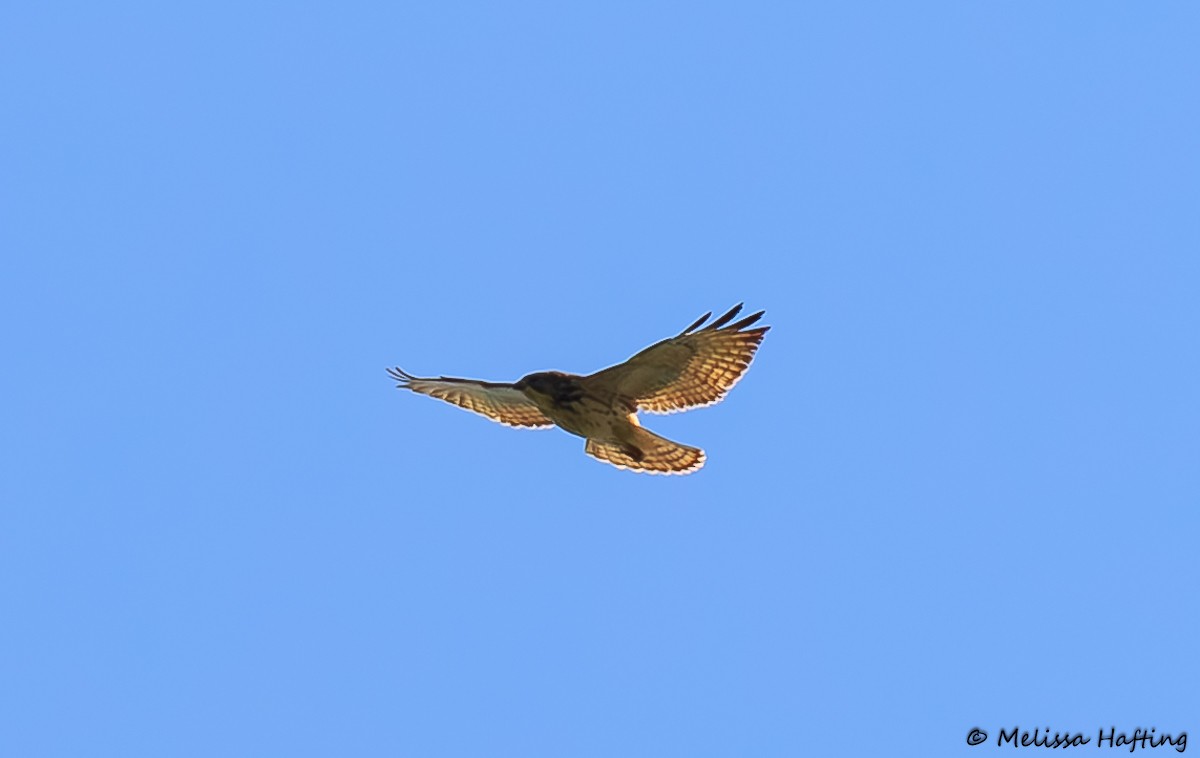 Broad-winged Hawk - Melissa Hafting