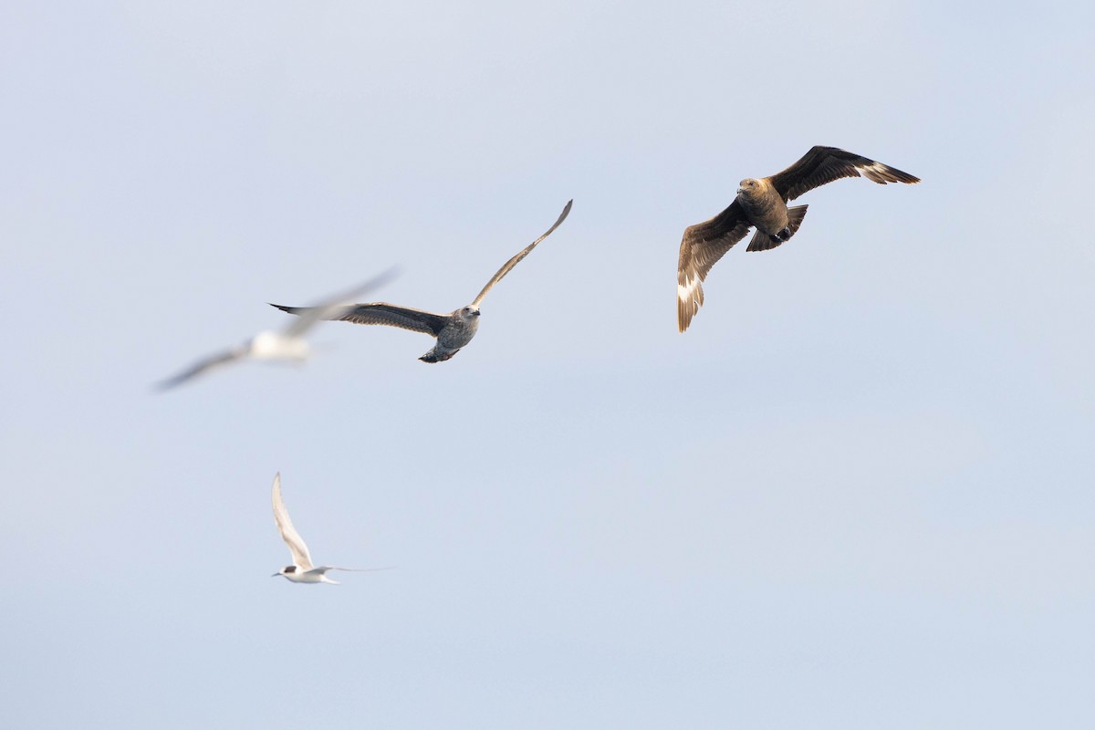 Arctic Tern - ML623903793