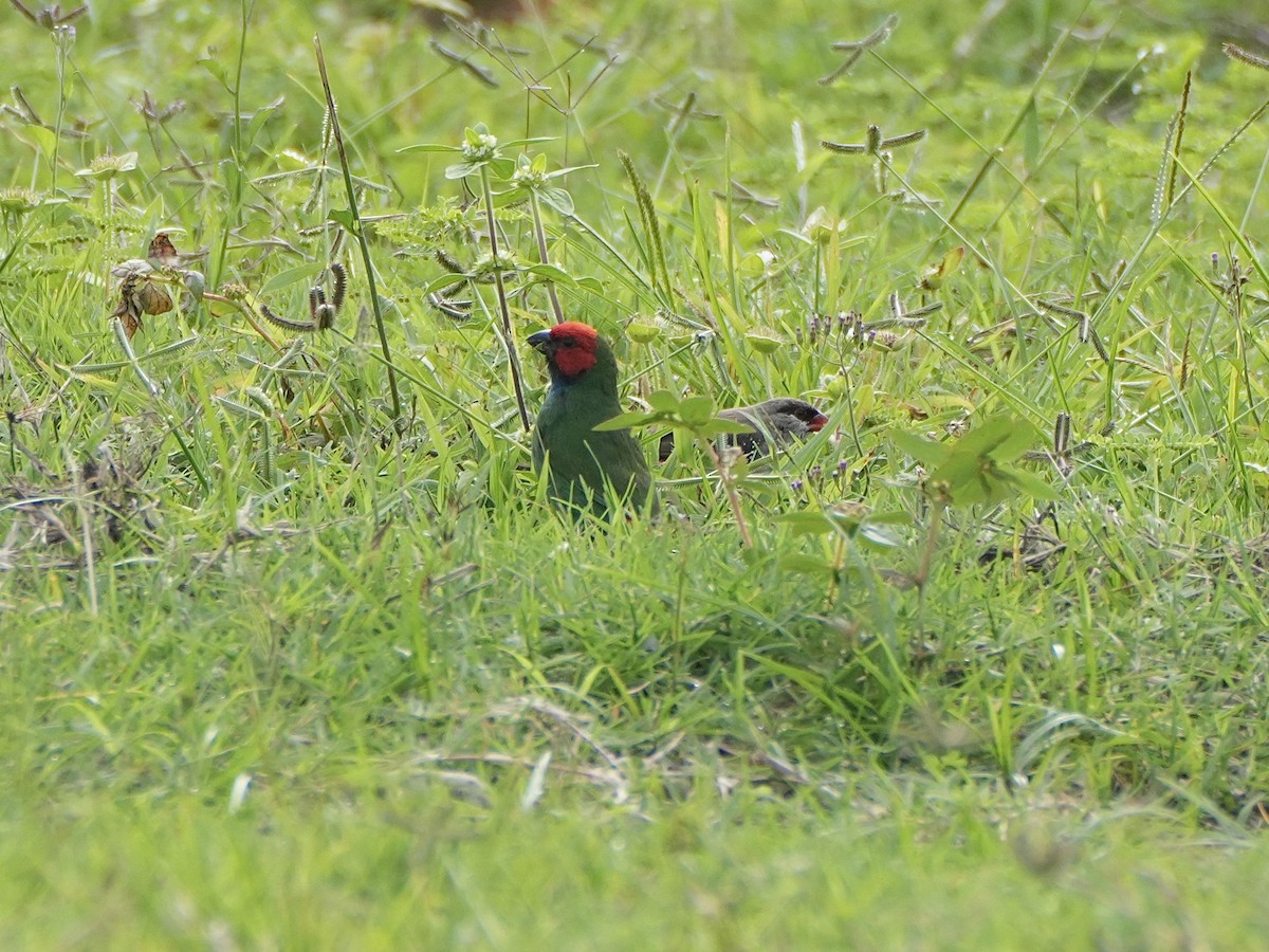 Fiji Parrotfinch - ML623903795