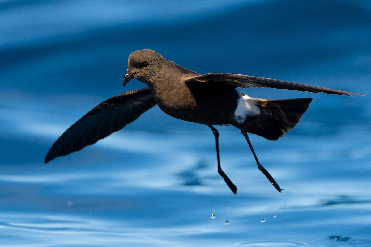 Wilson's Storm-Petrel - ML623903800