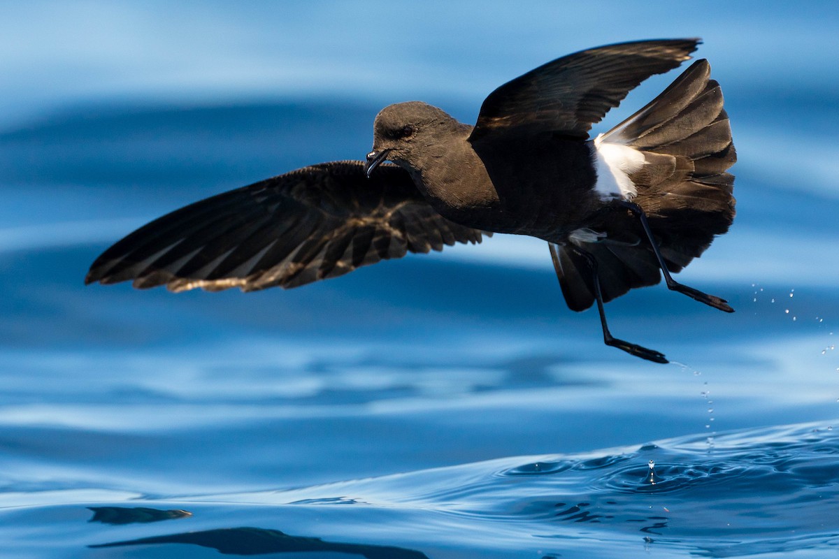 Wilson's Storm-Petrel - ML623903801