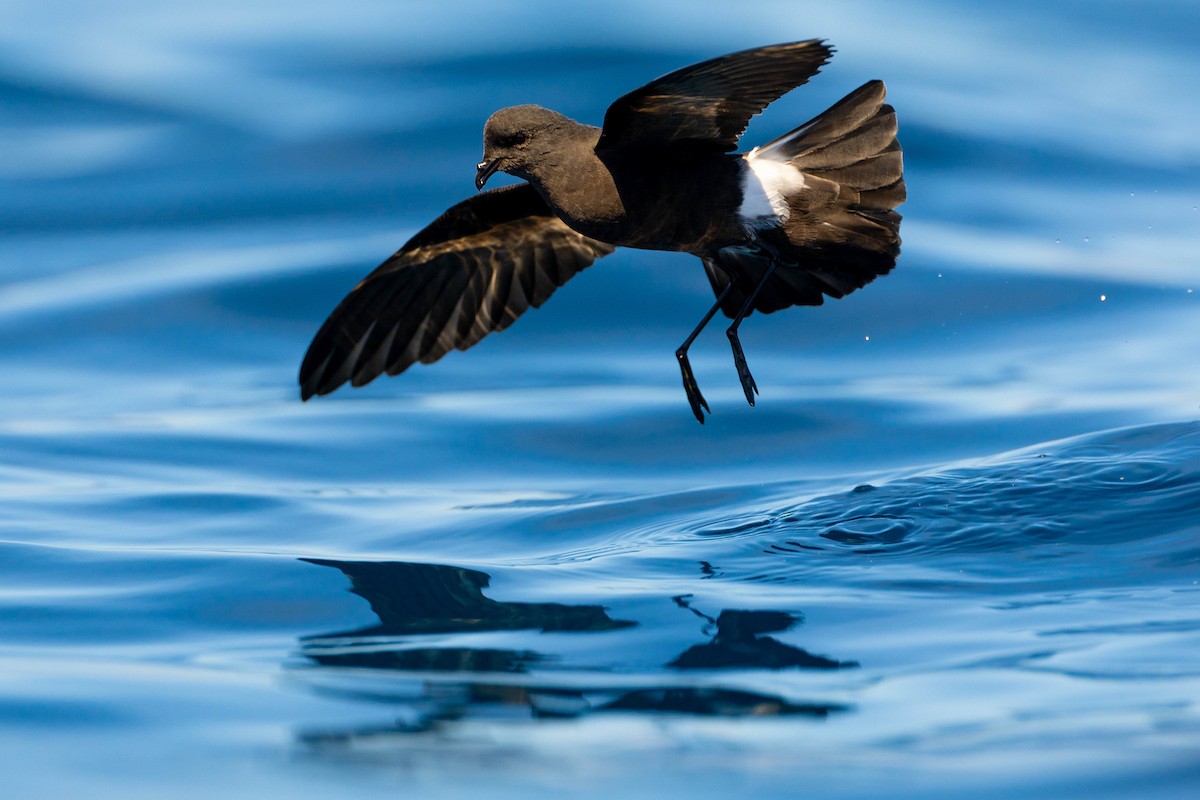 Wilson's Storm-Petrel - ML623903802