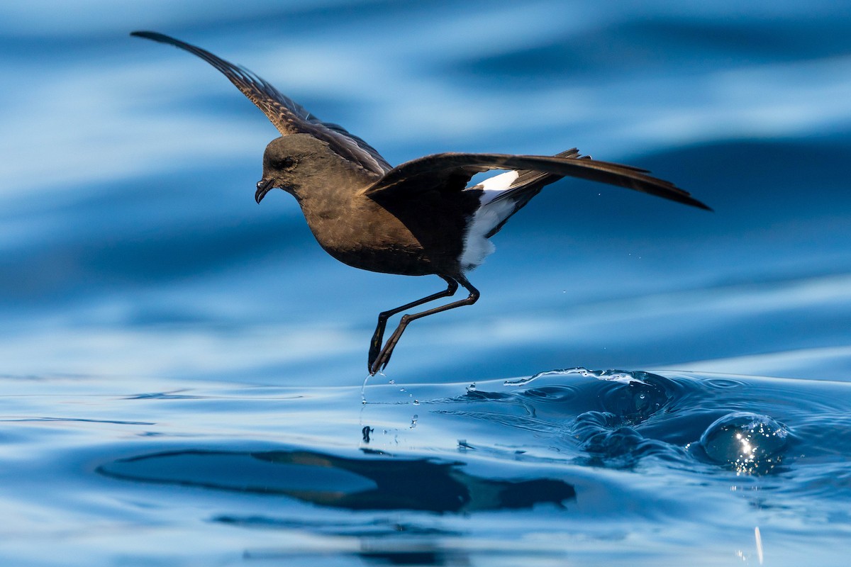 Wilson's Storm-Petrel - ML623903803