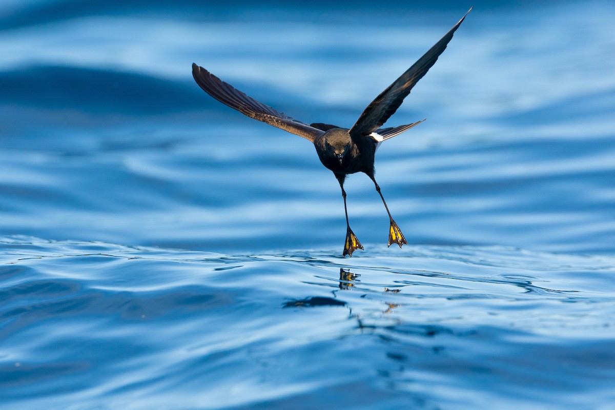 Wilson's Storm-Petrel - ML623903804