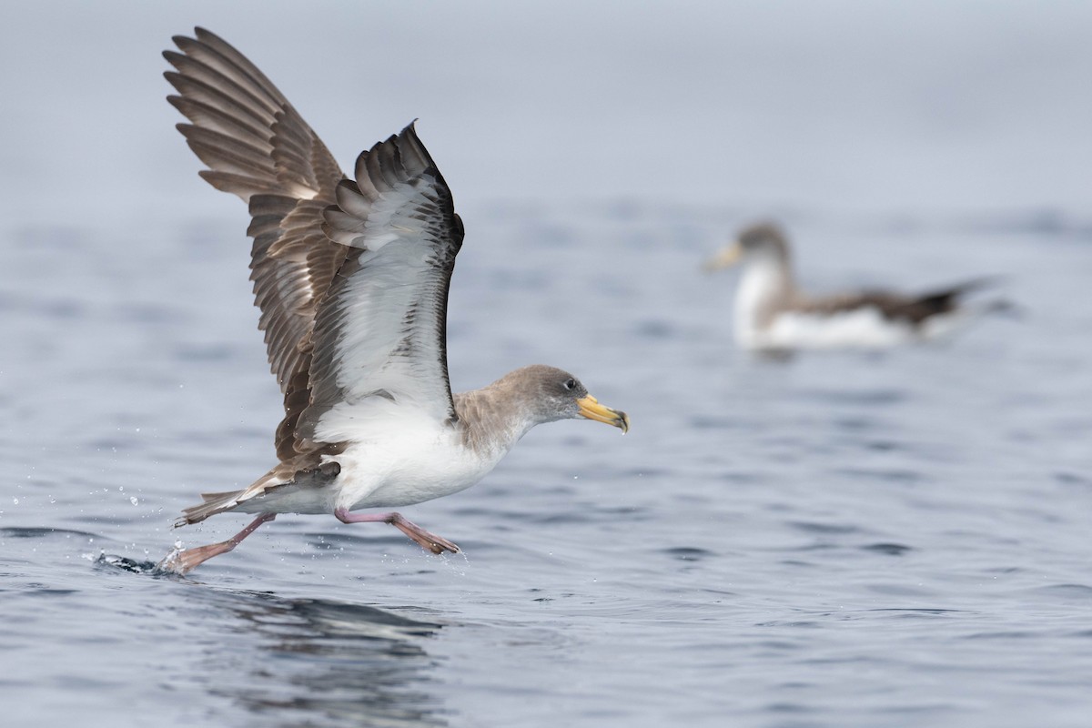 Cory's/Scopoli's Shearwater - ML623903807