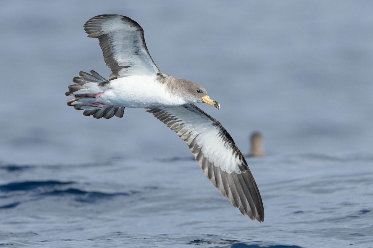 Cory's/Scopoli's Shearwater - ML623903808