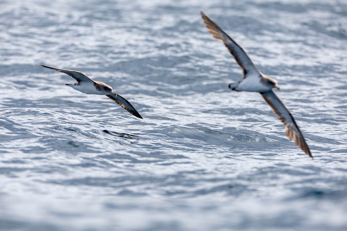 Cory's/Scopoli's Shearwater - ML623903809