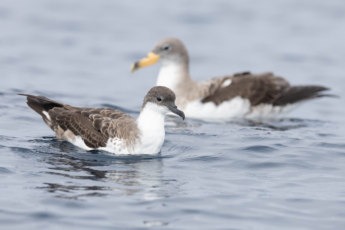 Great Shearwater - ML623903812