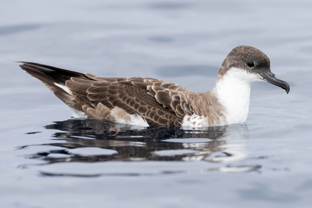Great Shearwater - ML623903813