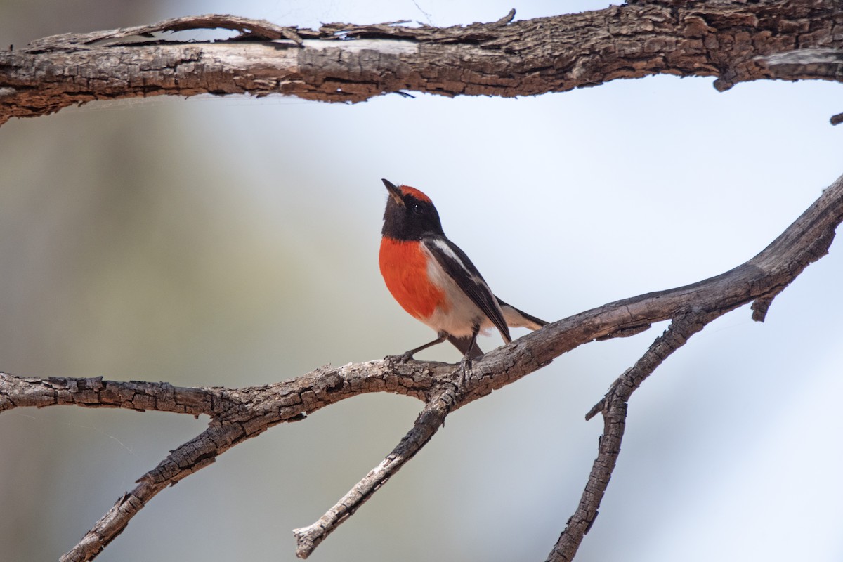 Red-capped Robin - ML623903816