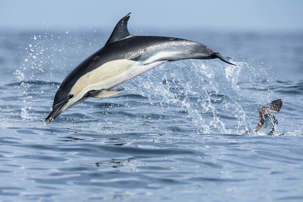 Cory's/Scopoli's Shearwater - ML623903817