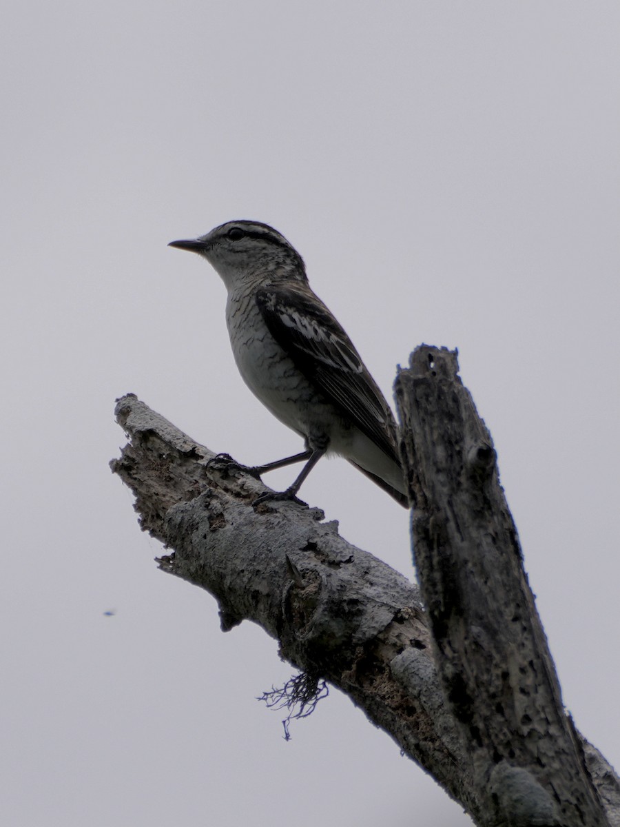 Polynesian Triller - ML623903827