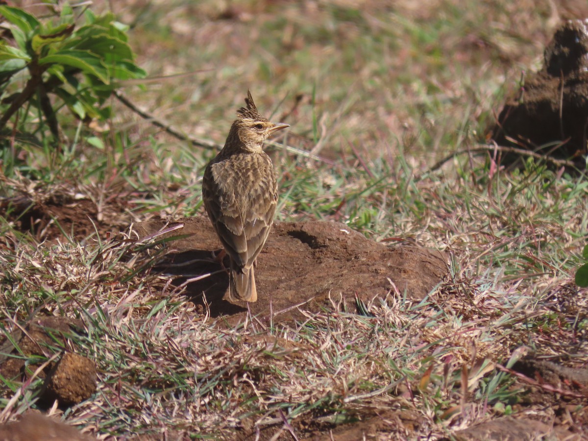 Malabar Lark - ML623903837